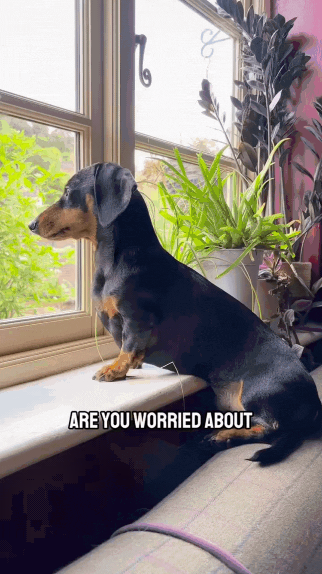 dog watching fireworks from the window