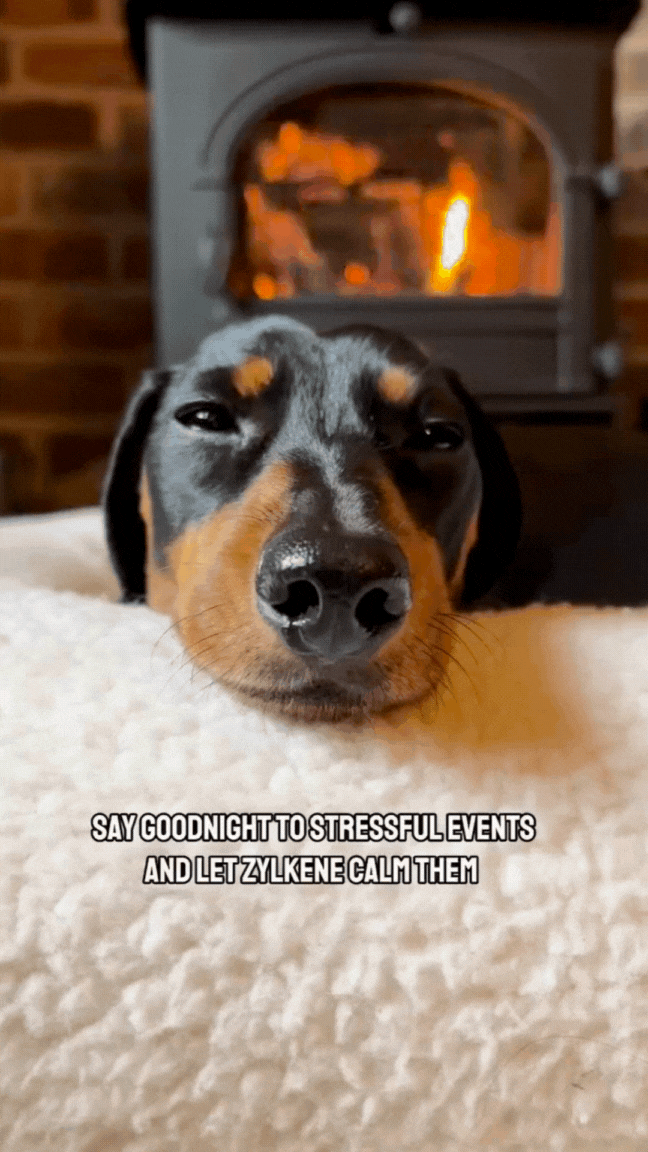 Calm dog laying down after taking Zylkene